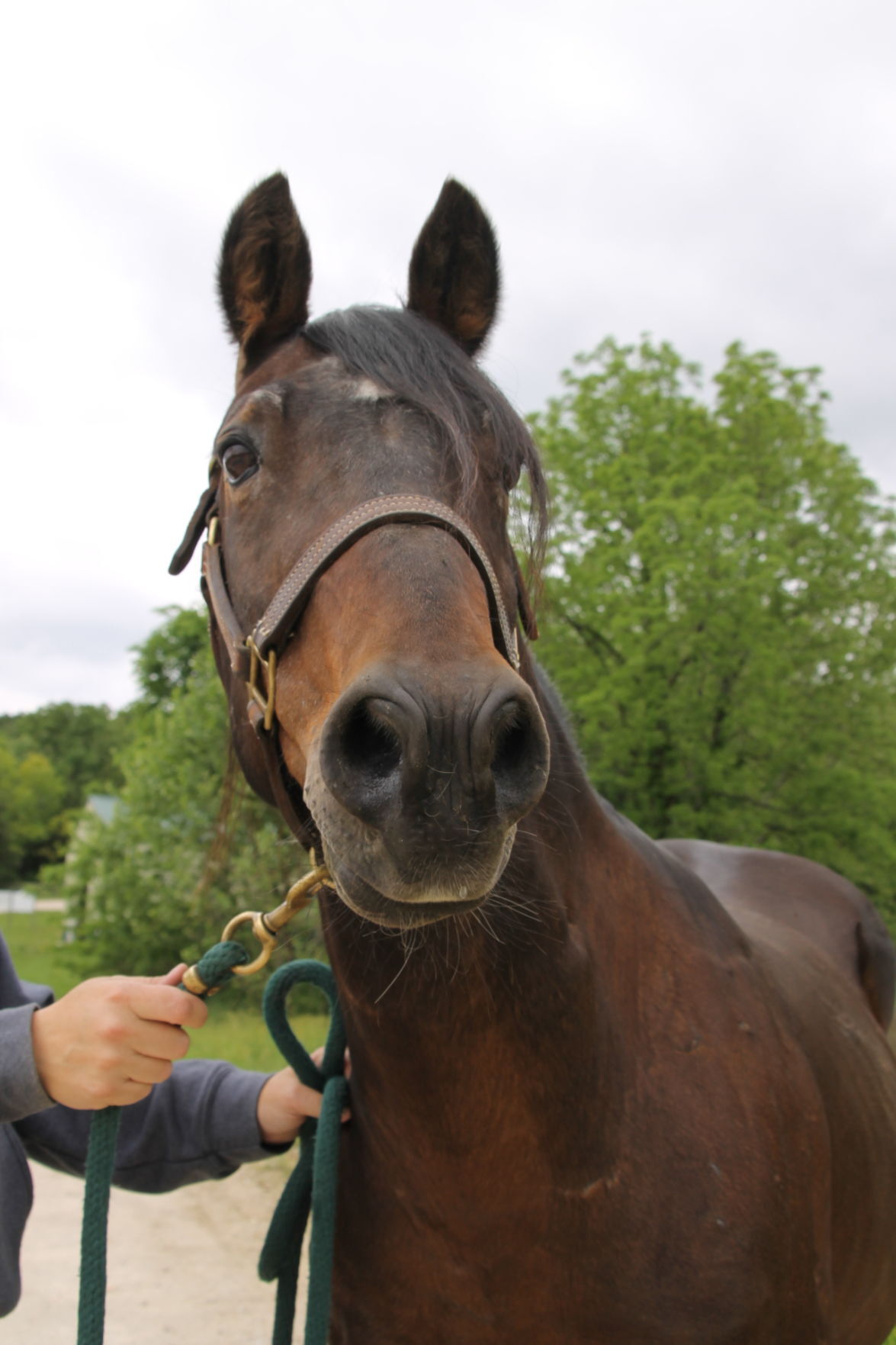 Last week's pet, still available: Jesse